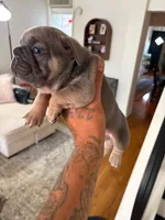Poo, a female French Bulldog for sale in Philadelphia, PA – 1 of 1
