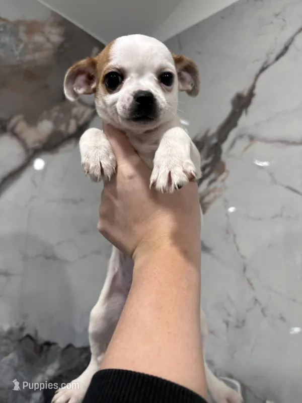 Jacksy – Jack Russell Terrier, Chihuahua puppy for sale in Philadelphia, PA