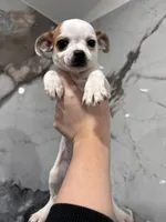 Jacksy, a female Jack Russell Terrier and Chihuahua for sale in Philadelphia, PA – Photo 1 of 3