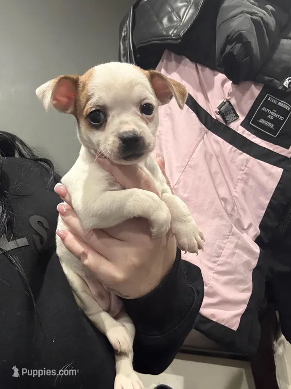 Jacksy – Jack Russell Terrier, Chihuahua puppy for sale in Philadelphia, PA