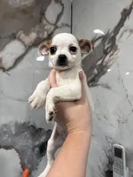 Jacksy, a female Jack Russell Terrier and Chihuahua for sale in Philadelphia, PA – Photo 2 of 3