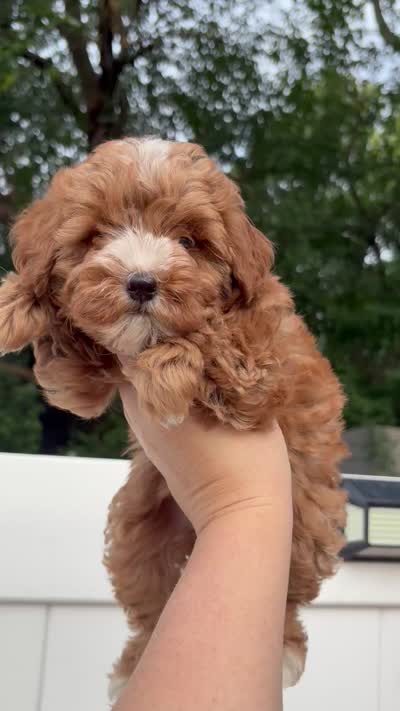 Toy Lila , a female Poodle - Toy  for sale in Philadelphia, PA – 4 of 4