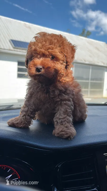 Noah  – Poodle - Toy  puppy for sale in Philadelphia, PA