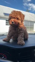 Noah , a female Poodle - Toy  for sale in Philadelphia, PA – 1 of 3