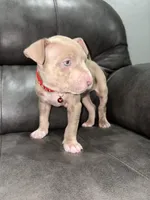 Candy, a female American Pit Bull Terrier for sale in Philadelphia, PA – 2 of 3