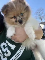 Cash, a male Pomeranian for sale in Philadelphia, PA – 2 of 5