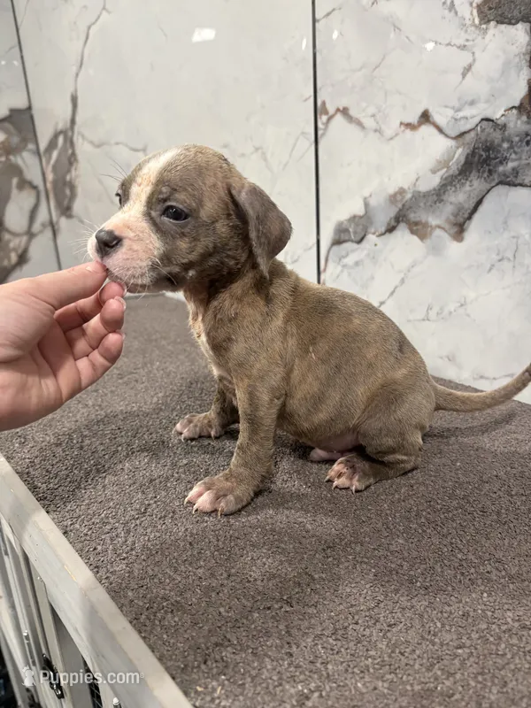 Brindle , a male American Bully for sale in Philadelphia, PA – 1 of 1