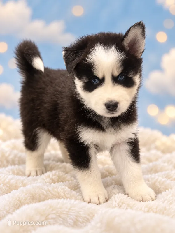 Blue  – Siberian Husky puppy for sale in Philadelphia, PA