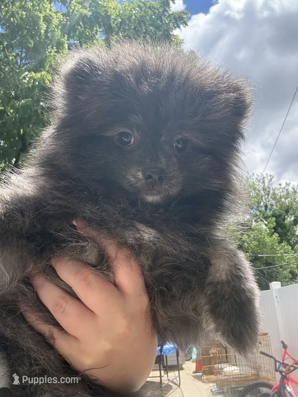 Brindle  – Pomeranian puppy for sale in Philadelphia, PA
