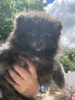 Brindle , a male Pomeranian for sale in Philadelphia, PA – 1 of 7