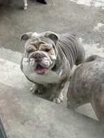 Bora, a female English Bulldog for sale in Philadelphia, PA – 2 of 2