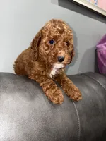 Roy, a male Poodle - Toy  for sale in Philadelphia, PA – 2 of 3