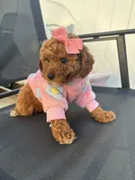 Candy, a female Poodle - Toy  for sale in Philadelphia, PA – 2 of 5