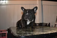 Ropeabella, a female French Bulldog for sale in Philadelphia, PA – 2 of 9