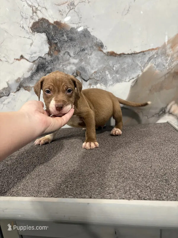 Royal – American Bully puppy for sale in Philadelphia, PA