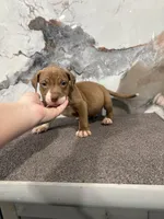 Royal, a male American Bully for sale in Philadelphia, PA – 1 of 2