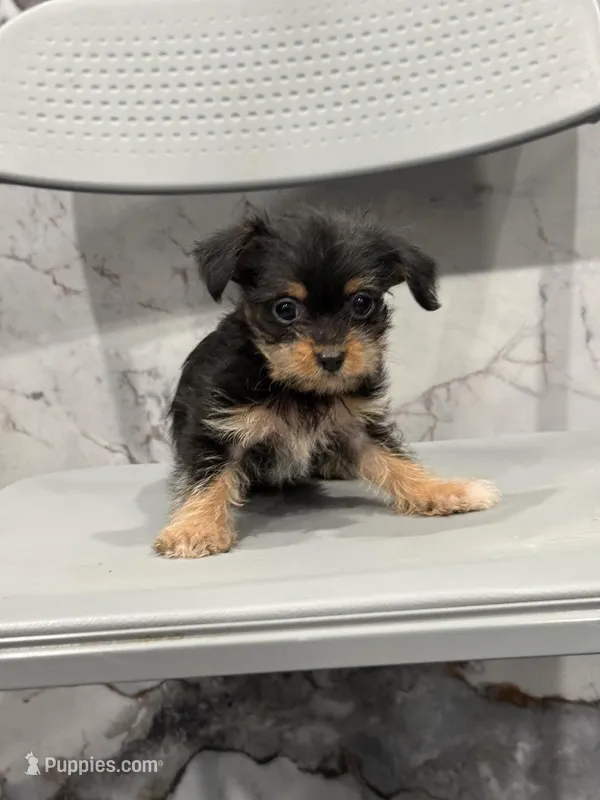 Doxie  – Chihuahua, Yorkshire Terrier puppy for sale in Philadelphia, PA