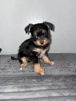 Doxie , a male Chihuahua and Yorkshire Terrier for sale in Philadelphia, PA – Photo 3 of 3