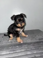 Doxie , a male Chihuahua and Yorkshire Terrier for sale in Philadelphia, PA – Photo 2 of 3