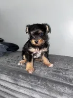 Doxie , a male Chihuahua and Yorkshire Terrier for sale in Philadelphia, PA – Photo 1 of 3