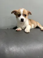 Myles, a female Pembroke Welsh Corgi and Chihuahua for sale in Philadelphia, PA – 2 of 8