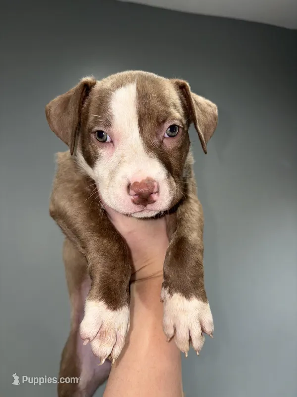 Julissa – American Pit Bull Terrier puppy for sale in Philadelphia, PA