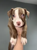 Julissa, a female American Pit Bull Terrier for sale in Philadelphia, PA – Photo 2 of 2