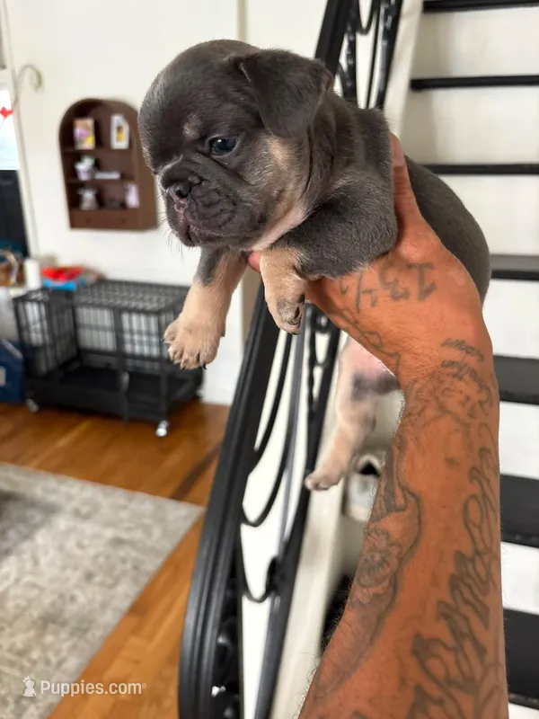 Gigi  – French Bulldog puppy for sale in Philadelphia, PA