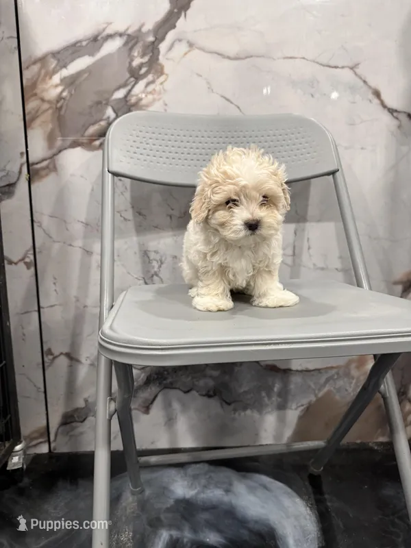 Dulce – Maltese, Shih Tzu puppy for sale in Philadelphia, PA