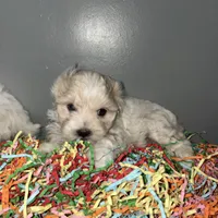 Dulce, a female Maltese and Shih Tzu for sale in Philadelphia, PA – Photo 3 of 3