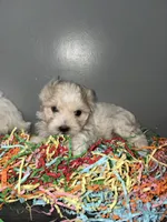 Dulce, a female Maltipoo for sale in Philadelphia, PA – Photo 3 of 3
