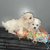 Dulce, a female Maltese and Shih Tzu for sale in Philadelphia, PA – Photo 2 of 3