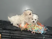 Dulce, a female Maltipoo for sale in Philadelphia, PA – Photo 2 of 3