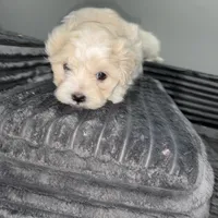 Dulce, a female Maltese and Shih Tzu for sale in Philadelphia, PA – Photo 1 of 3