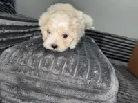 Dulce, a female Maltipoo for sale in Philadelphia, PA – Photo 1 of 3