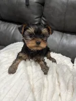 Ellie, a female Yorkshire Terrier for sale in Philadelphia, PA – 2 of 3
