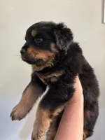 Royal, a female Rottweiler for sale in Philadelphia, PA – 4 of 6