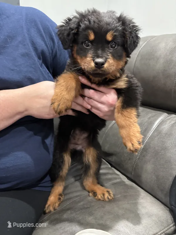 Royal – Rottweiler puppy for sale in Philadelphia, PA