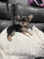 Prince , a male Yorkshire Terrier for sale in Philadelphia, PA – 3 of 3