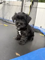 Junie , a male Yorkshire Terrier for sale in Philadelphia, PA – 3 of 4