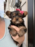 Chanel, a female Yorkshire Terrier for sale in Philadelphia, PA – 2 of 3