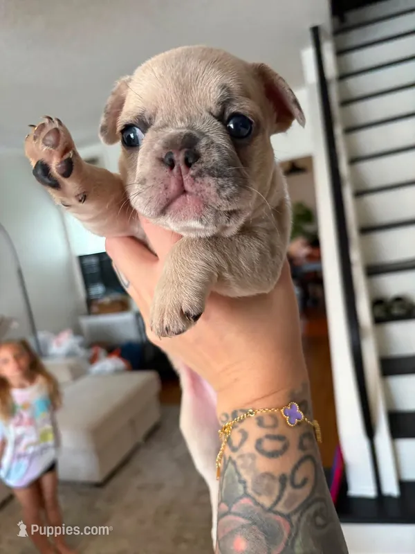 Jalexiiii – French Bulldog puppy for sale in Philadelphia, PA