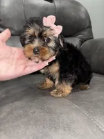 Nova , a female Yorkshire Terrier for sale in Philadelphia, PA – 2 of 3