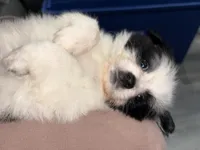 Domi, a male Jack Russell Terrier and Shih Tzu for sale in Philadelphia, PA – Photo 3 of 3