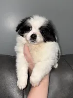 Domi, a male Jack Russell Terrier and Shih Tzu for sale in Philadelphia, PA – Photo 2 of 3