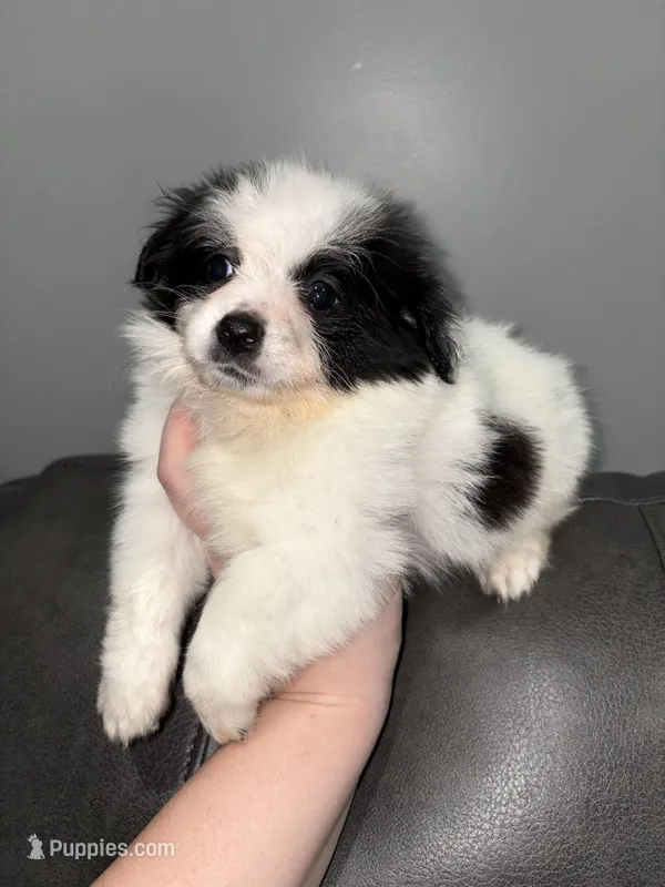 Domi – Jack Russell Terrier, Shih Tzu puppy for sale in Philadelphia, PA