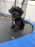 Junie , a male Yorkshire Terrier for sale in Philadelphia, PA – 1 of 4