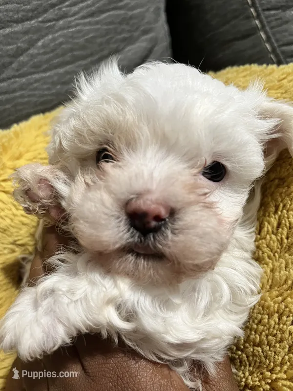 Princess – Maltipoo puppy for sale in Fort Worth, TX