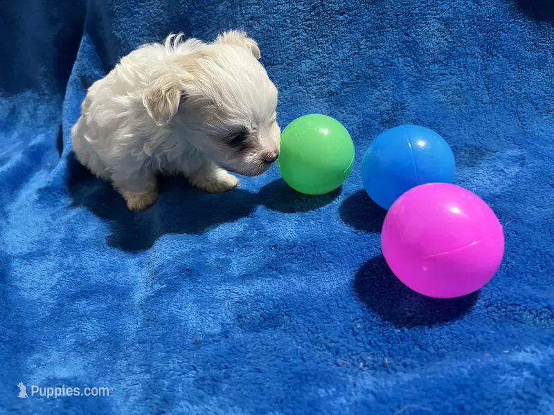 Charlotte – Maltipoo puppy for sale in Fort Worth, TX