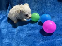 Charlotte, a female Maltipoo for sale in Fort Worth, TX – 1 of 3